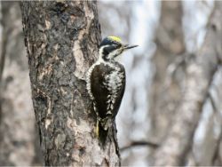 American Three-toed Woodpecker